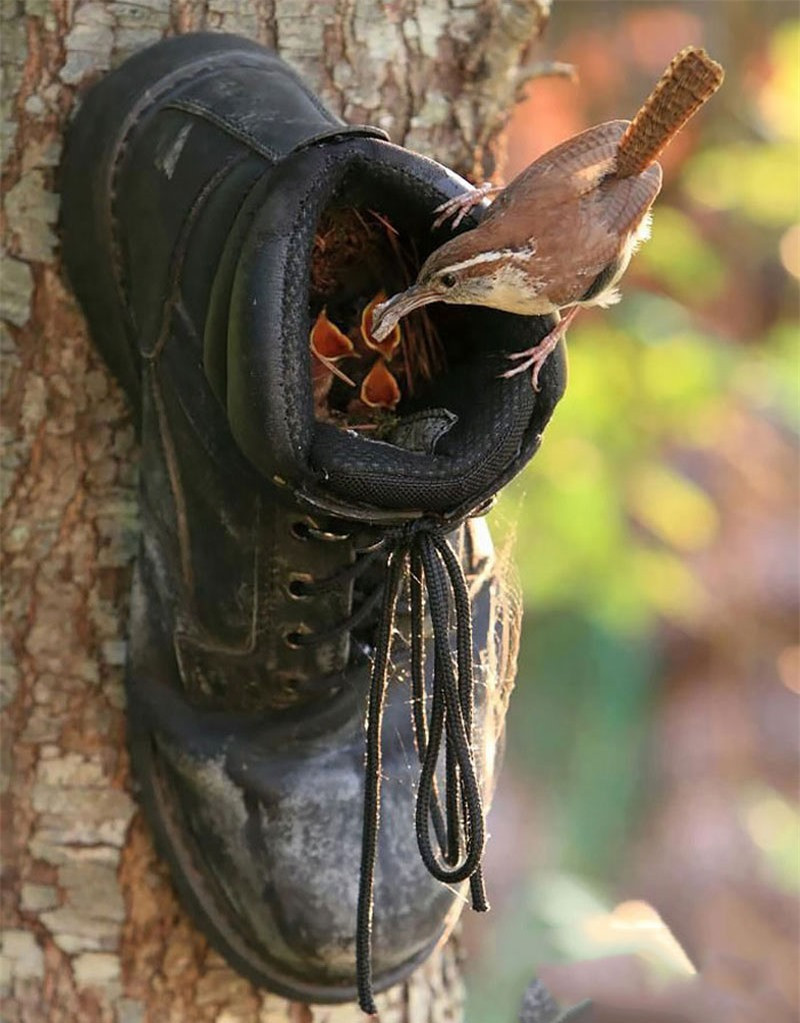 Ổ chim tiêu liêu trong một chiếc giày. 