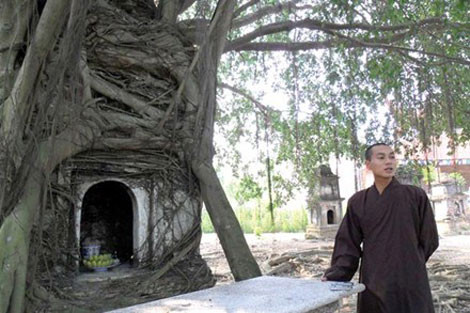 Ngôi tháp cổ nhất chứa xá lợi của sư tổ Thích Hải Huân được bao phủ bởi một cây sanh cổ thụ.