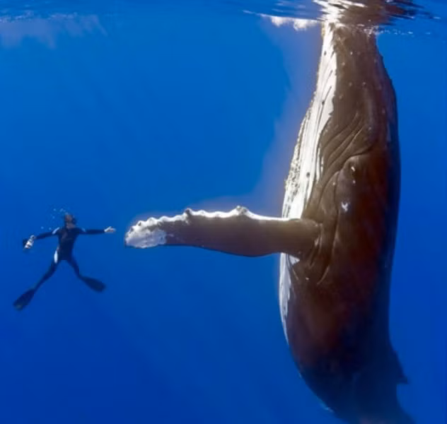 Thậm chí, email còn có ảnh con cá voi đưa vây ra như thể muốn bắt tay cảm ơn người cứu nó. Cả câu chuyện và bức ảnh đều là thật, tuy nhiên, chúng không liên quan gì với nhau vì hai sự kiện này xảy ra cách nhau tới 5 năm.