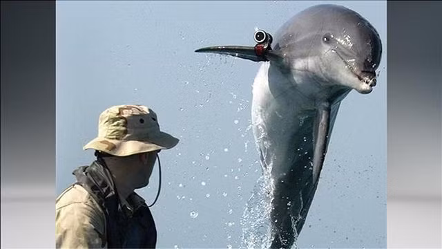 Tuy nhiên, Bộ Quốc phòng Ukraine đã nhanh chóng phủ nhận thông tin và tuyên bố họ không hề có chương trình huấn luyện cá heo mang dao và súng để tấn công đối thủ.