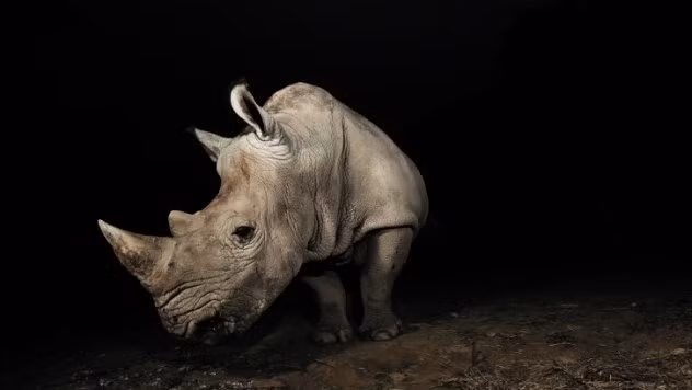 Đại học Cornell từng phát hiện ra những dấu vết được nghi ngờ là dấu chân của một con tê giác trong khuôn viên trường. Khi một nhà động vật học được gọi đến để xem xét thì mới phát hiện ra đó là những dấu tròn làm bằng pho mát.