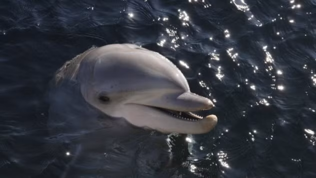 Tháng 03/2013, tờ Business Insider và nhiều báo điện tử khác đều đưa tin ba chú cá voi trong chương trình huấn luyện quân đội của Ukraina đã trốn thoát ra Biển Đen để giao phối với bạn tình.