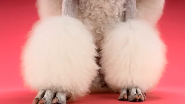 Trước đây, một số vùng ở khu vực Mỹ Latin khá nổi tiếng với “chiêu” nuôi chuột hoặc chồn rồi “giả trang” thành những chó xù đồ chơi vô cùng đáng yêu để lừa tiền du khách.