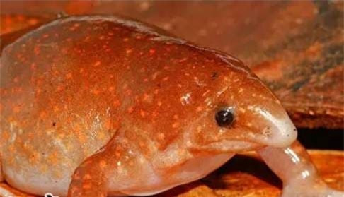 Bi an ech thay ma giua rung nhiet doi Amazon an duoi long dat