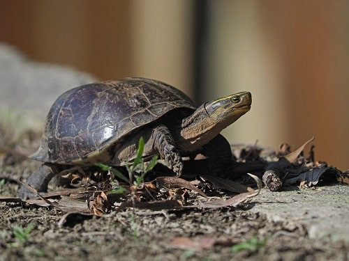 Rùa hộp lưng đen có tên là Cuora amboinensis. Loài rùa này cũng thuộc nhóm IIB trong Danh mục thực vật rừng, động vật rừng nguy cấp, quý, hiếm. Rùa hộp lưng đen sinh sống chủ yếu tại các vùng đầm lầy ở miền Nam Việt Nam. Chúng có thể rụt đầu, chân vào trong "nắp hộp" khiến nó trông giống như một chiếc hộp kín mít. Nhờ đó, chúng trở nên "bất khả xâm phạm" vì không để hở bất kỳ phần mềm cơ thể nào.