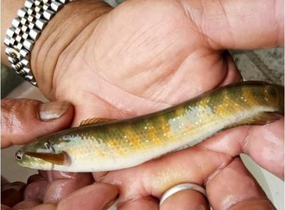 Sinh vat duoc menh danh la 'bau vat cua loai ca', cuc ky quy hiem-Hinh-3