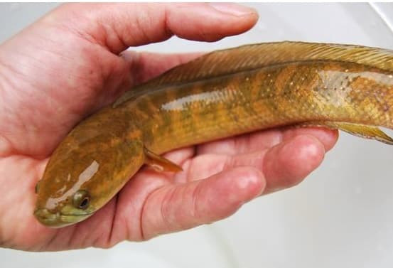 Sinh vat duoc menh danh la 'bau vat cua loai ca', cuc ky quy hiem-Hinh-2