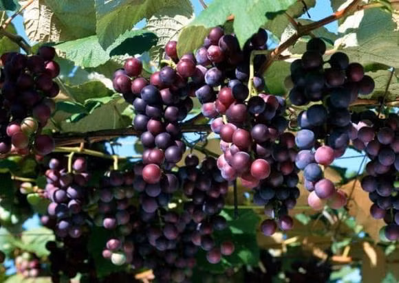 Di xuong mo ma mang theo bon qua nay thi nha khong gap tai hoa