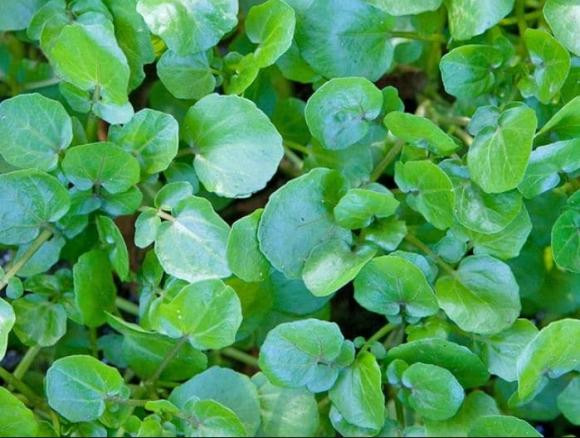 Loai rau tot nhat the gioi mua nay co day o Viet Nam, gia re beo