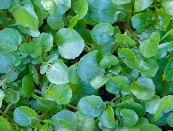 Loai rau tot nhat the gioi mua nay co day o Viet Nam, gia re beo