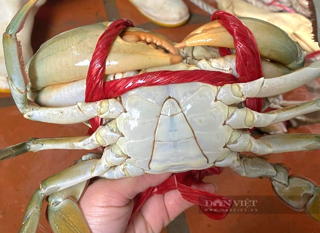 Cach chon cua bien sieu ngon, chac thit bach phat bach trung-Hinh-4