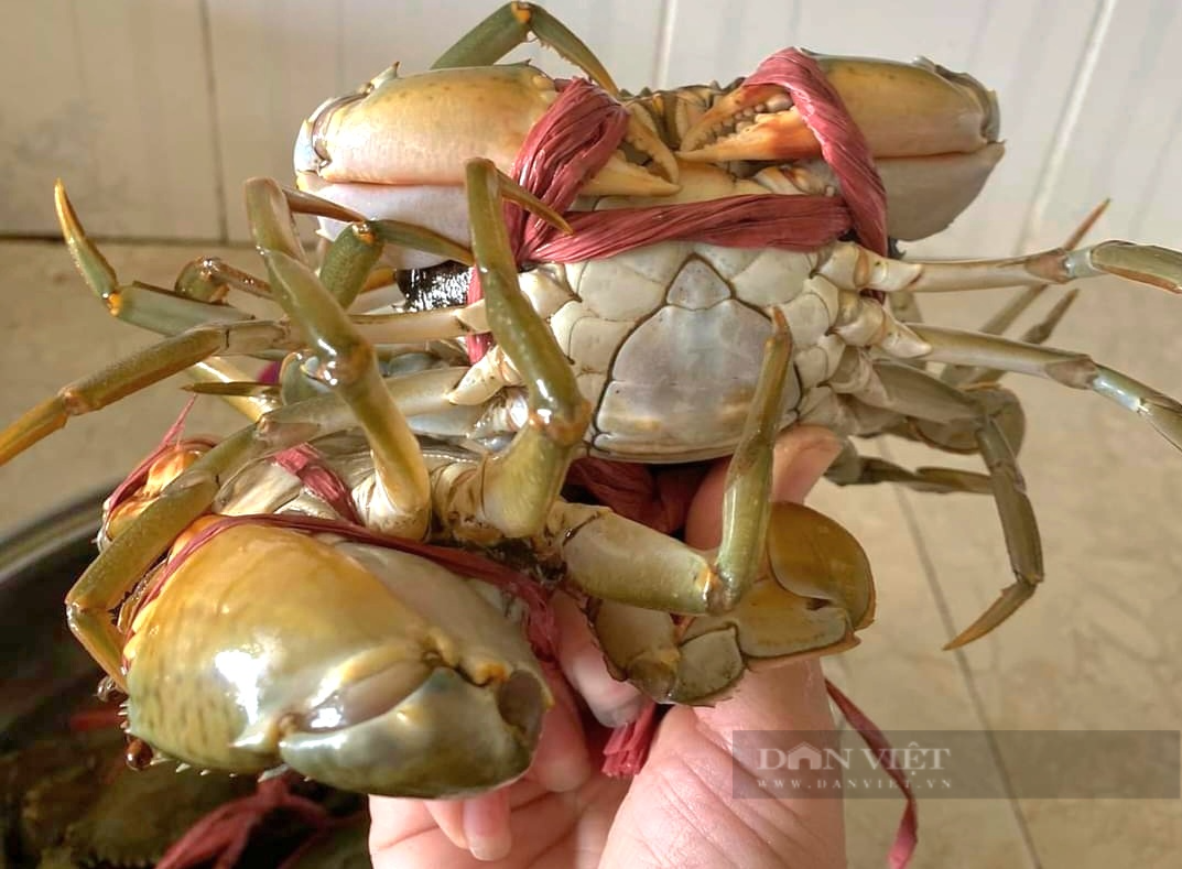 Cach chon cua bien sieu ngon, chac thit bach phat bach trung-Hinh-2