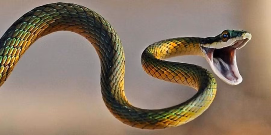 Tuổi Tỵ. Người tuổi Tỵ vốn có nhiều tham vọng, nhưng họ cũng biết cách che giấu tham vọng của mình và thể hiện mọi thứ bình thường, không để người khác phát hiện.