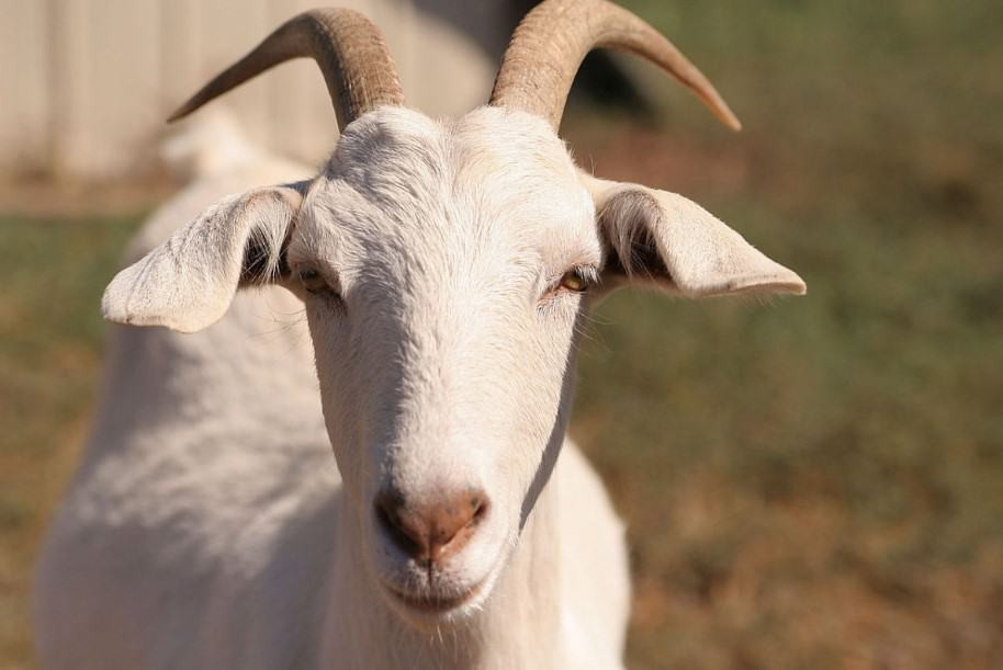 Tuy nhiên, càng về cuối năm, tài vận càng khởi sắc, nhiều tin vui. Nếu thực sự nắm bắt được cơ hội thì không những tài vận của họ ngày càng tăng mà còn đạt được những thành tựu đáng tự hào trong cuộc sống và sự nghiệp. 