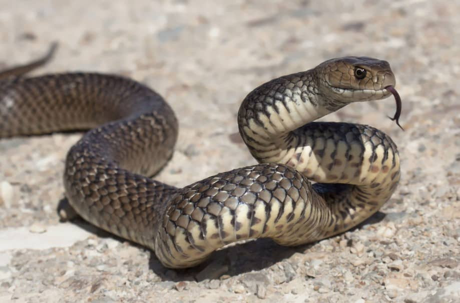 Ở nơi làm việc, chỉ cần những người tuổi Tỵ chịu khó thì nhất định sẽ thu được nhiều thành quả. Họ cũng được “thần tài gõ cửa” nên vừa có của cải, năng lực tài chính cũng rất tốt. Cuối năm nay, sự chăm chỉ và cống hiến của họ cuối cùng cũng được đền đáp, công việc thực sự suôn sẻ.