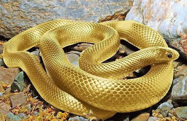 Trong lĩnh vực làm việc của mình, họ sẽ được mọi người công nhận và khẳng định, gia đình cũng rất hòa thuận và hạnh phúc.