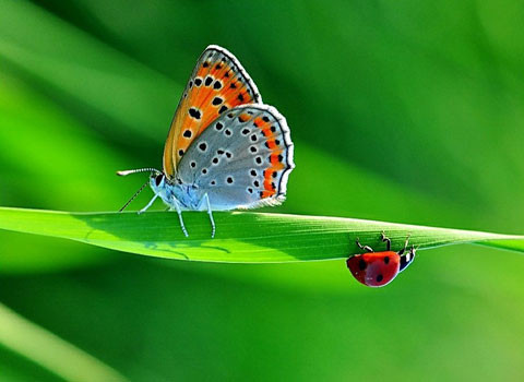 Màu sắc sặc sỡ có tầm ảnh hưởng quan trọng đến đời sống của bướm. Chúng tìm ra và bắt cặp với nhau bằng cách khoe màu. Một số loài bướm dùng hương trong việc đi tìm bạn đời - một vài miếng vảy trên cánh con đực có mùi thơm để thu hút con cái.