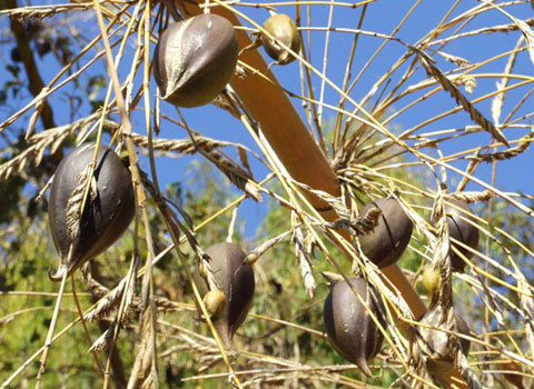 Melocanna Baciffera là một cây thuộc họ trúc được trồng ở Ấn Độ. Cây chỉ nở hoa sau 44-48 năm và thậm chí là lâu hơn.