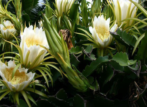 Xương rồng khế nở hoa đêm. So với những cây khác trong danh sách này, cây xương rồng khế nở hoa khá “thường xuyên”.Tuy nhiên để ngắm được cây này nở hoa, bạn phải đến sa mạc Sonoran và Chihuahuan, và hoa của chúng chỉ nở vào ban đêm.