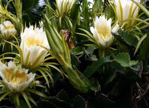 Xương rồng khế nở hoa đêm. So với những cây khác trong danh sách này, cây xương rồng khế nở hoa khá “thường xuyên”.Tuy nhiên để ngắm được cây này nở hoa, bạn phải đến sa mạc Sonoran và Chihuahuan, và hoa của chúng chỉ nở vào ban đêm.