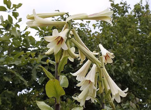 Hoa loa kèn Himalaya khổng lồ. Đây là loài hoa loa kèn lớn vô địch trong họ nhà loa kèn. Chúng chỉ nở hoa sau 5-7 năm.