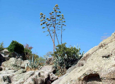 Cây thùa. Dù được gọi là cây thế kỷ nhưng thực tế là cây này sẽ nở hoa sau 10 năm. Loài cây này được trồng để làm thực phẩm, khử trùng và lấy nước uống.