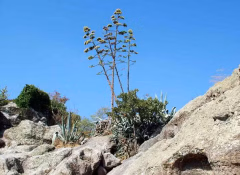 Cây thùa. Dù được gọi là cây thế kỷ nhưng thực tế là cây này sẽ nở hoa sau 10 năm. Loài cây này được trồng để làm thực phẩm, khử trùng và lấy nước uống.