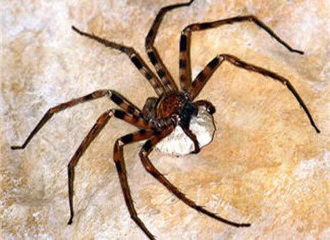 Nhện đi săn khổng lồ (Heteropoda maxima). Tuy không phải là loài nhện “vô địch” về chiều dài cơ thể (loài này chỉ dài có gần 5 cm), nhưng loài này có khoảng cách chân dài nhất trong số các loài nhện (khoảng 30 cm). Dù cơ thể to lớn nhưng loài này không gây hại gì khi cắn người.