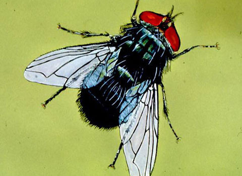 Ấu trùng ruồi ăn thịt. Đầu năm nay, du khách người Anh Rochelle Harris trở về sau một chuyến đi Peru, nhưng cảm giác thật tồi tệ. Cô bắt đầu cảm giác đau đầu, đau cùng cực ở vùng mặt và thậm chí là bị chảy mủ từ một bên tai. Cô thậm chí còn nghe được tiếng xước. Và nguyên nhân là trong tai của cô có một con sâu ăn thịt-hay đúng hơn là ấu trùng của loài ruồi Cochliomyia hominivorax. Hóa ra là trước đó, cô đã bị nhiều con ruồi làm phiền trong chuyến đi chơi Peru.