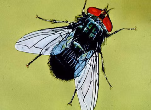 Ấu trùng ruồi ăn thịt. Đầu năm nay, du khách người Anh Rochelle Harris trở về sau một chuyến đi Peru, nhưng cảm giác thật tồi tệ. Cô bắt đầu cảm giác đau đầu, đau cùng cực ở vùng mặt và thậm chí là bị chảy mủ từ một bên tai. Cô thậm chí còn nghe được tiếng xước. Và nguyên nhân là trong tai của cô có một con sâu ăn thịt-hay đúng hơn là ấu trùng của loài ruồi Cochliomyia hominivorax. Hóa ra là trước đó, cô đã bị nhiều con ruồi làm phiền trong chuyến đi chơi Peru.