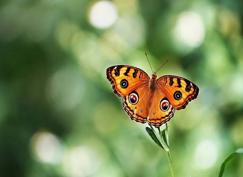 Mỗi con bướm đều có 4 cánh nhưng lại hoạt động như 1 cặp. Bướm đập cánh tương đối chậm (khoảng 20 lần/phút).