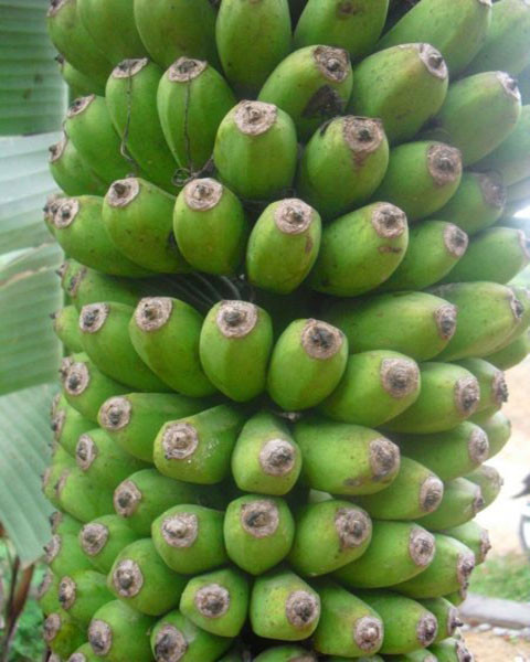 Một người thân trong huyện đã cho ông cây chuối và ông trồng nó kể từ đầu năm 2013.