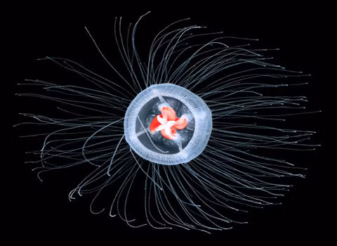 Thủy tức Turritopsis dohrnii được mệnh danh là loài thủy tức trường sinh bất tử do có khả năng tự tái tạo cơ thể.