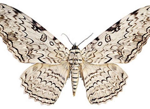 Sâu bướm phù thủy trắng (Thysania agrippina). Đây là loài sâu vô địch về độ sải cánh (dài tới 31 cm). Loài này sống chủ yếu ở Nam Mỹ, Trung Mỹ, Mexico và có thể là ở Texas. Màu và hình thù trên cánh cho phép nó ngụy trang khi đậu trên vỏ cây.