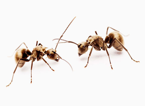 Kiến bắt kiến khác làm nô lệ. Một vài loài kiến biết biến thành viên kiến của loài khác thành nô lệ cho mình. Chẳng hạn kiến chúa Protomognathus thường tấn công đàn kiến Temnothorax, giết kiến chúa cùng những con kiến trưởng thành của loài này. Những con kiến nhỏ trong đàn của Temnothorax thường được trưng dụng làm nô lệ khi lớn lên.