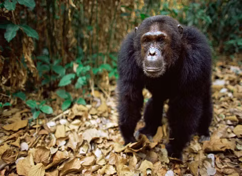 Tinh tinh là kẻ "sát nhân". Tinh tinh thường thành lập thành nhóm và bất ngờ tấn công rồi giết những con tinh tinh ở nhóm khác. Hành động này giúp chúng mở rộng được lãnh thổ cũng như nâng cao được số lượng thành viên trong đàn.