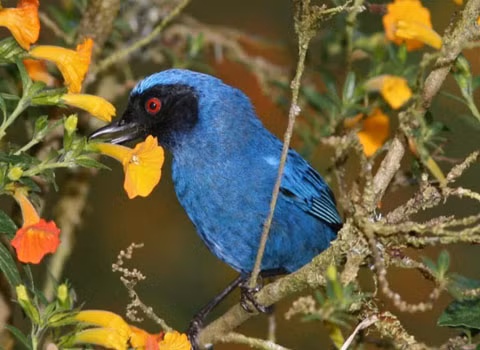 Chim chim đục hoa (flowerpiercer). Nếu như các loài côn trùng và chim ruồi phải uống mật thông qua cánh hoa hay những cấu trúc đặc biệt khác mà không tránh được việc phải chạm vào phấn hoa, thì loài chim đục hoa lại dùng một cách khác đơn giản, hiệu quả triệt để hơn. Chúng đục lỗ ngay tại cuống hoa, điều này cho phép chúng hút được hết mật hoa và thụ phấn miễn phí cho hoa như những loài vật khác.