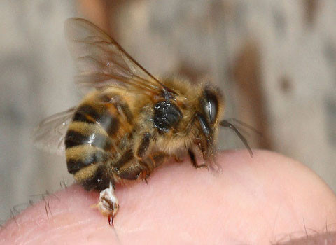 Ong mật sử dụng chiêu tấn công tự sát. Giống như các phi đội Thần phong của Nhật Bản thời thế chiến thứ II hay như những phần tử đánh bom liều chết hiện nay, loài ong mật thợ thường sử dụng chiêu tấn công tự sát để bảo vệ tổ. Khi tấn công, chiếc vòi của nó cắm sâu vào da của nạn nhân. Khi ong bay lên, chiếc vòi vẫn còn ở đó, cùng với các cơ để tiếp tục nhả độc. Nhưng hành động này đồng nghĩa với việc ong phải trả giá bằng mạng sống của mình.