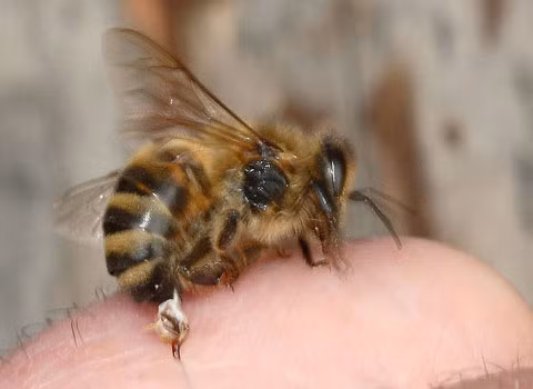 Ong mật sử dụng chiêu tấn công tự sát. Giống như các phi đội Thần phong của Nhật Bản thời thế chiến thứ II hay như những phần tử đánh bom liều chết hiện nay, loài ong mật thợ thường sử dụng chiêu tấn công tự sát để bảo vệ tổ. Khi tấn công, chiếc vòi của nó cắm sâu vào da của nạn nhân. Khi ong bay lên, chiếc vòi vẫn còn ở đó, cùng với các cơ để tiếp tục nhả độc. Nhưng hành động này đồng nghĩa với việc ong phải trả giá bằng mạng sống của mình.