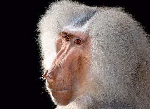 Khỉ đầu chó bắt cóc... chó. Loài khỉ đầu chó sống ở gần Ta’if, Ả Rập Saudi thường có xu hướng bắt cóc chó nhỏ và nuôi lớn chúng trong đàn. Các nhà sinh học vẫn chưa giải thích được động cơ của hành động này. Không chỉ có vậy, những con khỉ đầu chó đực còn hay bắt cóc khỉ đầu chó cái còn nhỏ. Phải chăng hành động đánh cắp này đã trở thành một bản năng của loài này?