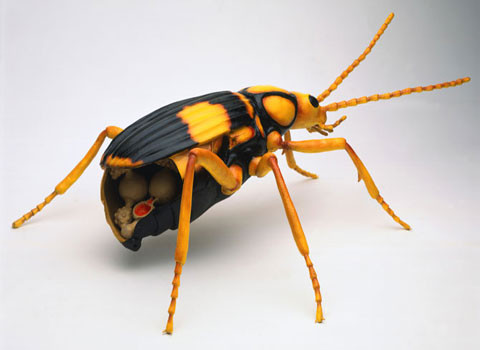 Bọ cánh cứng Bombardier (người thả bom) sử dụng "chiến tranh hóa học". Khi bị đe dọa, loài bọ cánh cứng này thải ra một đám mây chất gây nhức nhối, gồm 2 thành phần chính là chất Hydroquinone và hydro peroxide, chứa trong những khoang riêng biệt. Những chất này khi hòa với nước và enzyme được chứa trong khoang thứ 3 có thể gây ra phản ứng, tạo ra nhiệt lượng lớn và gây nổ.