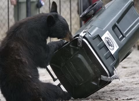 Gấu chuyên đột nhập nhà dân. Những chú gấu đen lang thang nhiều khi vẫn đột nhập nhà dân để tìm thức ăn.