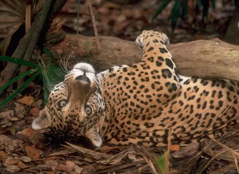 Báo đốm dùng “chất kích thích”. Loài báo đốm Mỹ thường thích nhai lá loài cây leo có tên Banisteriopsis caapi. Lá cây này có chứa các chất kích thích, gây ra ảo giác, khiến báo thường lăn lộn trên cây bạc hà, nhưng người trong bộ lạc Piaroa thì lại cho rằng nhờ ăn loại lá kích thích này mà báo có thể năng cao được khả năng nhận thức và khả năng săn mồi.