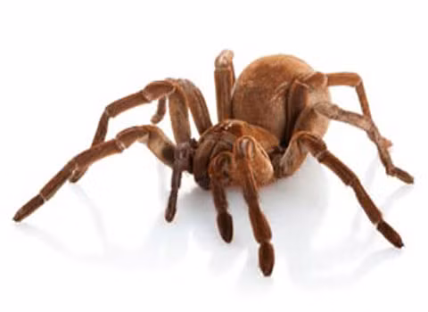 Nhện ăn chim khổng lồ (Theraphosa blondi). Đây là một loài nhện khổng lồ. Sải chân của nó có thể dài tới 30 cm và nặng tới 170 gr. Loài này sống ở Nam Mỹ. Tên gọi của chúng được xuất phát từ việc nó bị bắt gặp ăn chim ruồi. Nó có thể ăn được dơi, các loài gặm nhấm nhỏ, côn trùng, cóc, rắn và thằn lằn nhỏ. Con cái có thể sống tới 25 năm. Con đực thường chết ngay trong năm mà nó giao phối.