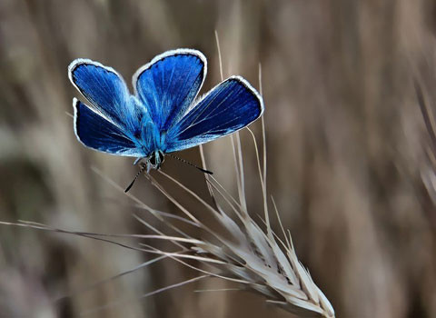 Một số loài bướm nhiệt đới như loài Monphos của Brazin và loài bướm cánh chim ở Đông Nam Á và Nam châu Úc được sử dụng như đồ trang trí hay một loại trang sức, ngày nay đang có nguy cơ tuyệt chủng.