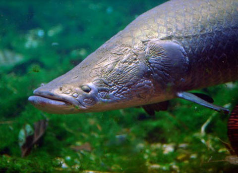 Pirarucu. Đây là một chú cá nước ngọt khổng lồ và có thể nặng tới 220 kg. Nó có vảy rắn như áo giáp.Truyền thuyết cho rằng loài cá này trước kia từng là một chiến binh dũng cảm nhưng không có trái tim. Anh ta luôn huyênh hoang về vị trí con trưởng, chính vì thế mà anh ta bị trừng phạt.