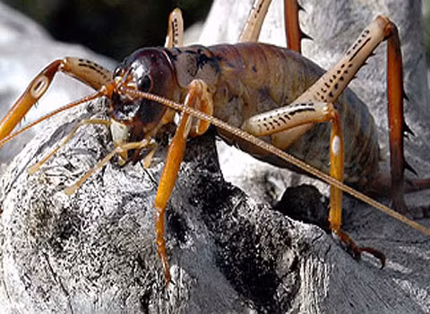 Dế khổng lồ (Deinacrida heteracantha). Những chú dế khổng lồ ở New Zealand là một trong những ví dụ điển hình của hiện tượng các sinh vật trên đảo khổng lồ. Vì sống ở một hòn đảo tách biệt nên loài dế này có thể phát triển được tới kích thước khổng lồ. Nó có thể dài tới 15 cm, và nặng tới 71 gr.