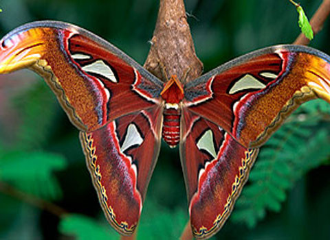 Sâu bướm Atlas (Attacus atlas). Loài sâu bướm này có tên gọi như vậy vì nhiều người cho rằng hình thù trên cánh bướm trông giống như một tấm bản đồ. Đôi cánh của chúng chiếm một diện tích đáng ngạc nhiên là 400 cm2, dù chỉ dài có từ 25-30 cm. Chúng sống chủ yếu ở Đông Nam Á. Loài sâu bướm này có thể sống được 2 tuần và không ăn bất kỳ thứ gì trong suốt thời gian này.