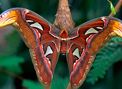 Sâu bướm Atlas (Attacus atlas). Loài sâu bướm này có tên gọi như vậy vì nhiều người cho rằng hình thù trên cánh bướm trông giống như một tấm bản đồ. Đôi cánh của chúng chiếm một diện tích đáng ngạc nhiên là 400 cm2, dù chỉ dài có từ 25-30 cm. Chúng sống chủ yếu ở Đông Nam Á. Loài sâu bướm này có thể sống được 2 tuần và không ăn bất kỳ thứ gì trong suốt thời gian này.