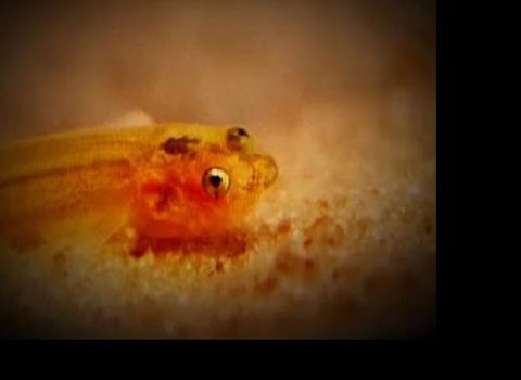 Cá hút máu. Bên cạnh đó, loài cá candiru cũng là một trong những hung thần của con người. Chúng sống ở các dòng sông ở Amazon.Loài này theo nước tiểu vào đường niệu đạo của con người, hút máu chúng ta.